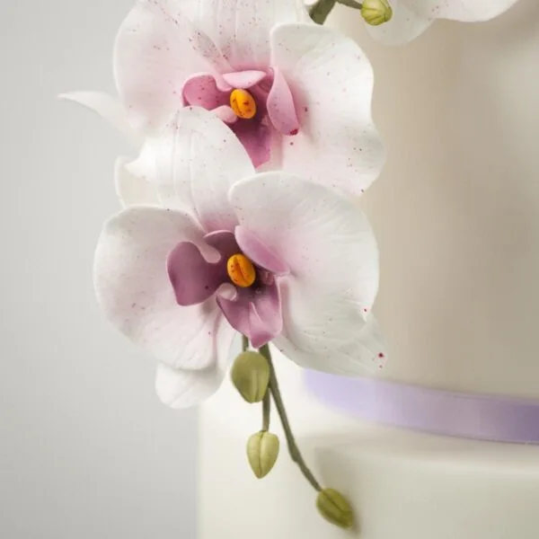 Orchideen Onlinekurs